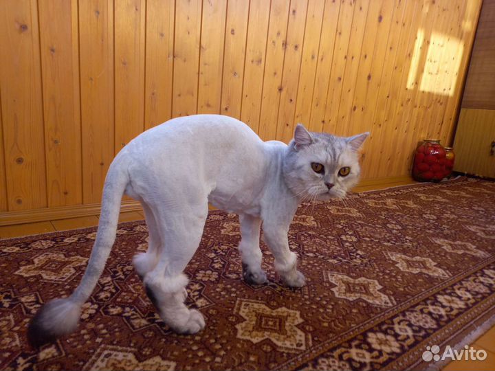 Стрижка котиков и кошечек