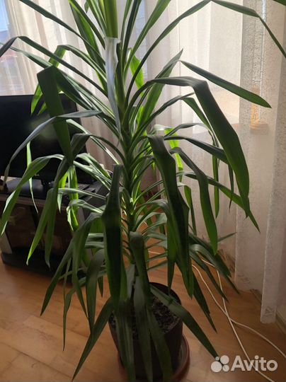 Комнатные цветы юкка