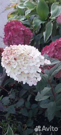 Новинки на весну 23г