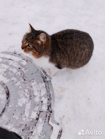 Кошечка мышеловка