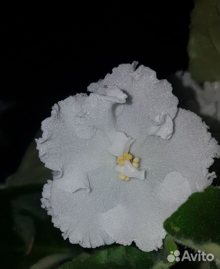 Фиалка белая