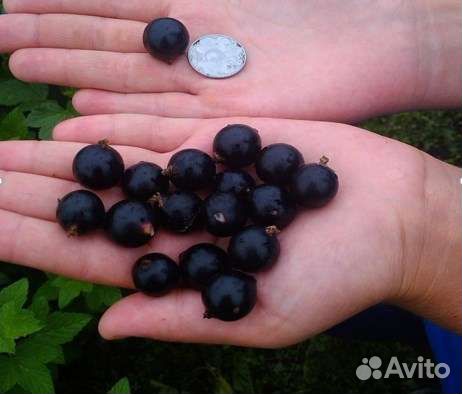 Растения для сада