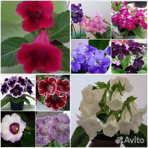Тидеи,Глоксинии,Стрептокарпусы семена