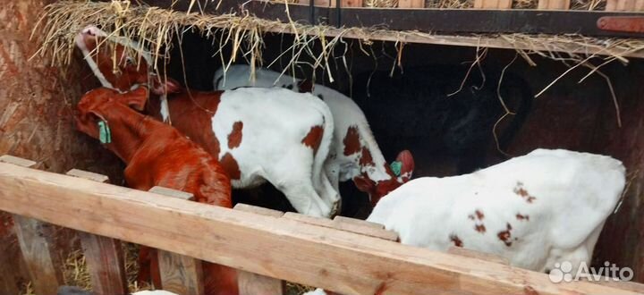 Телята. Доставка