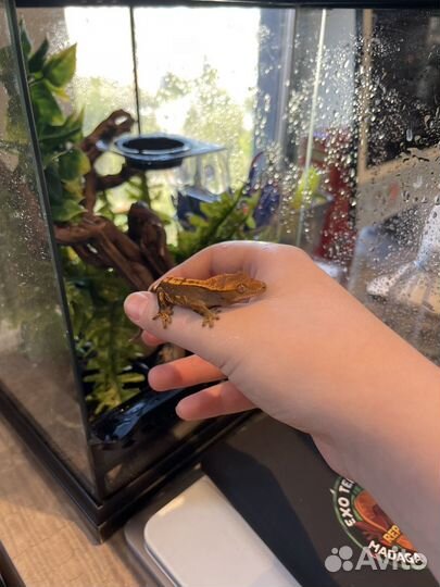 Ресничатый Бананоед