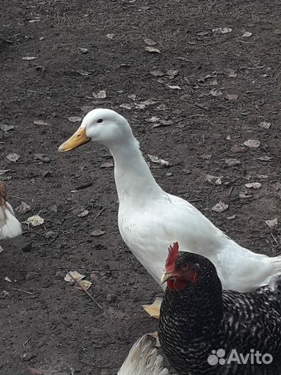 Утки 4 месяца Стар 53