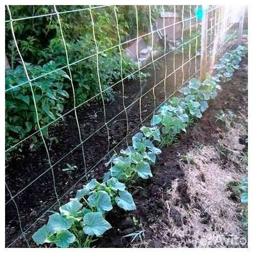 Сетка для вьющихся огурцов и вьющихс растени 2на10