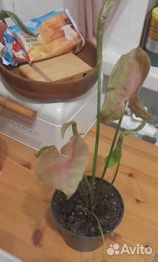 Сингониум неон пинк