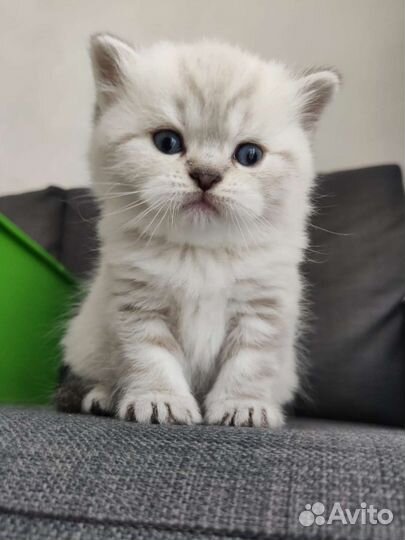 Шотландские котята