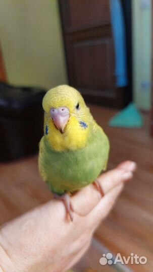 Выставочный волнистый попугай