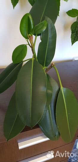 Фикус каучуконосный