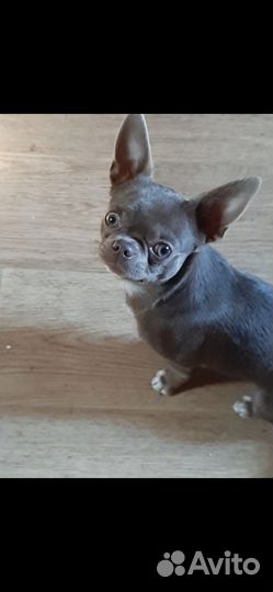 Чихуахуа лиловый. Йоркширский терьер.Вязка