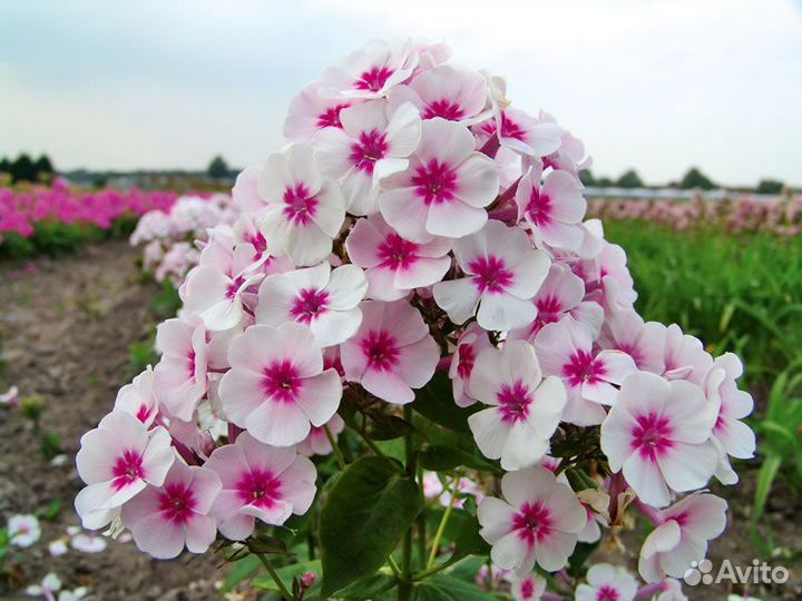 Флоксы многолетние