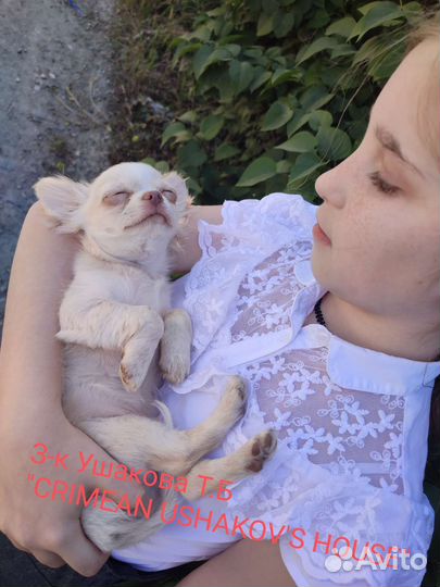 Щенки чихуахуа мини