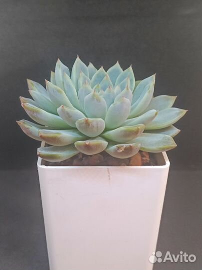 Суккуленты