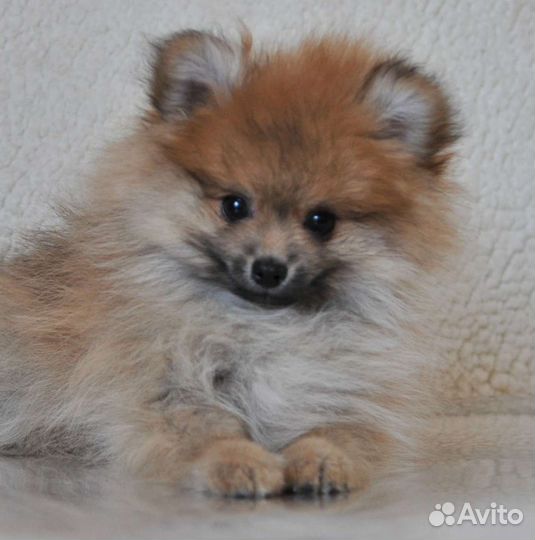 Щенки немецкого шпица