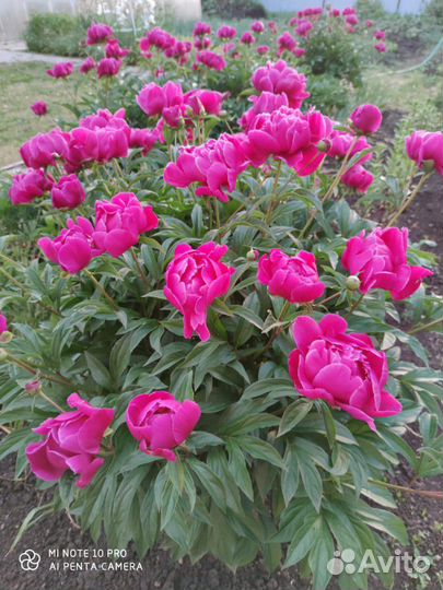 Пионы на посадку