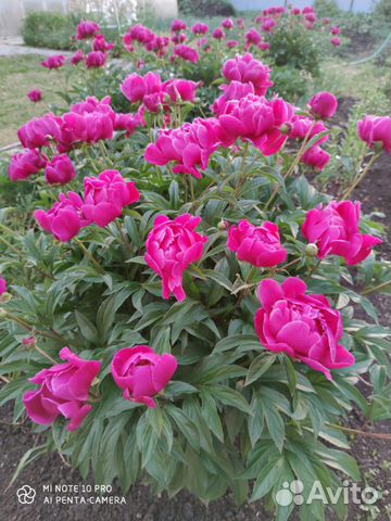 Пионы на посадку