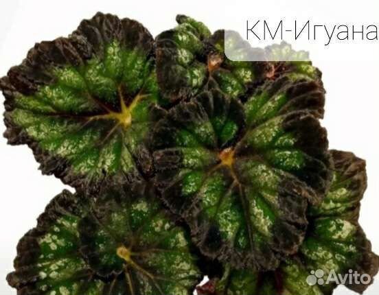 Бегония декоративно лиственная