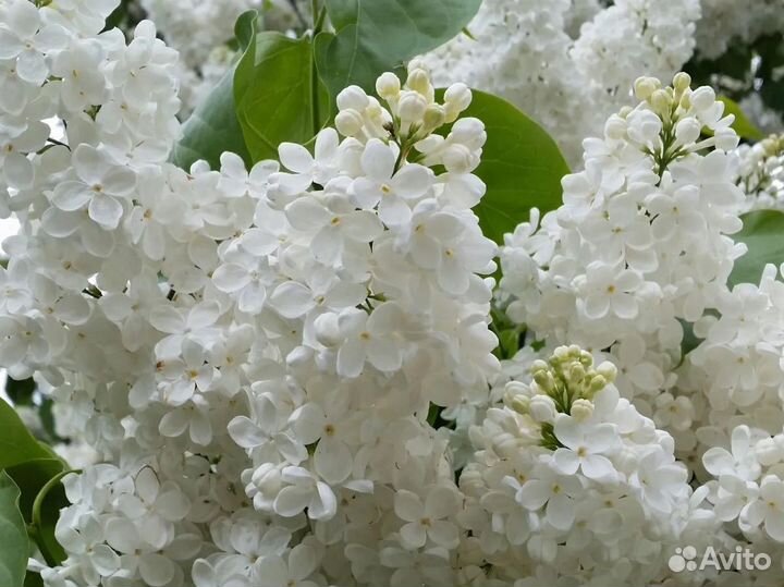 Сирень белая