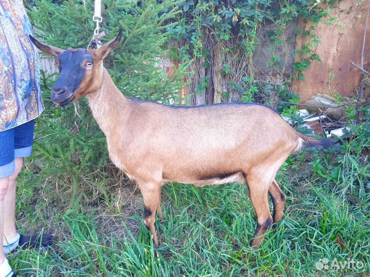 Коза дойная Альпийская. Коза дойная Ламанча
