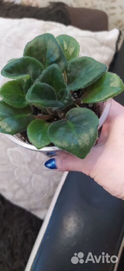 Фиалка ек Океан