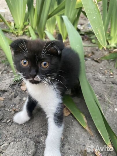 Котята в добрые руки даром