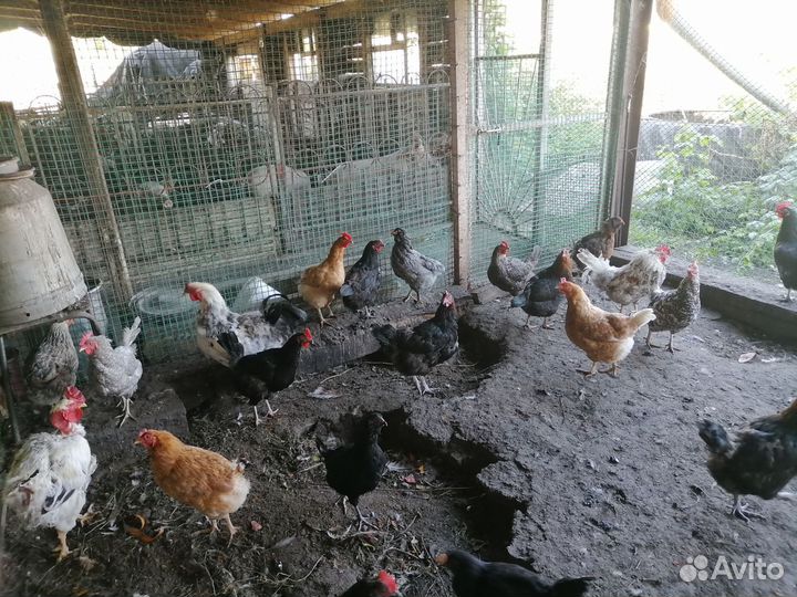 Куры и молодки