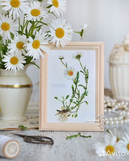 Ботаника в рамке Ромашки