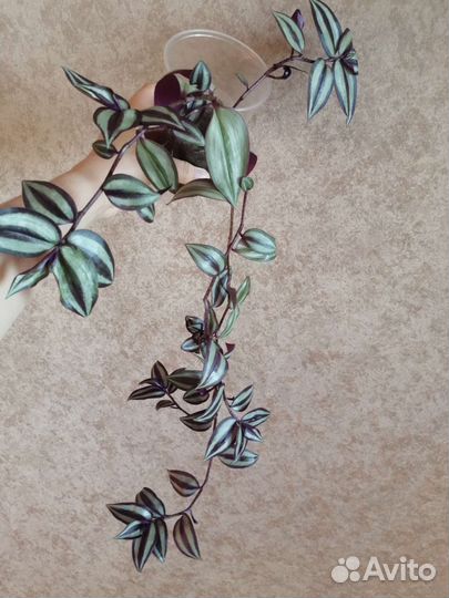 Традесканция зебрина