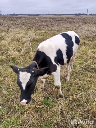 Бычок 4 месяца