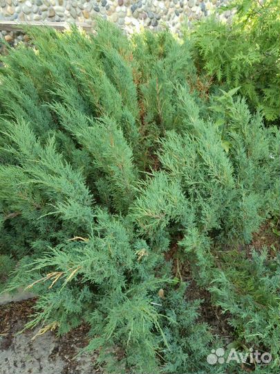 Можжевельник Казацкий