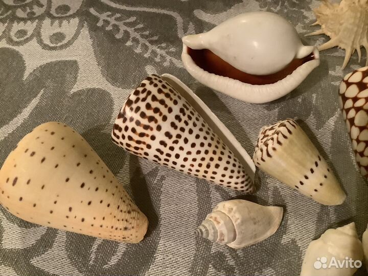 Морские раковины