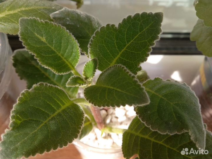 Цветы глоксиния