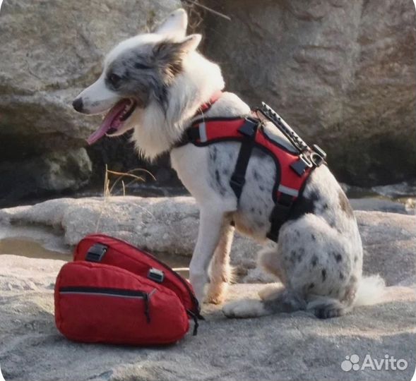 Сумка - рюкзак для собак
