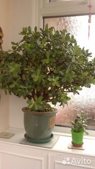 Денежное дерево красула Толстянка