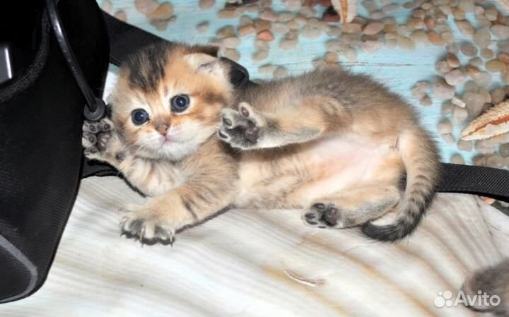 Черное золото кошечка и котик