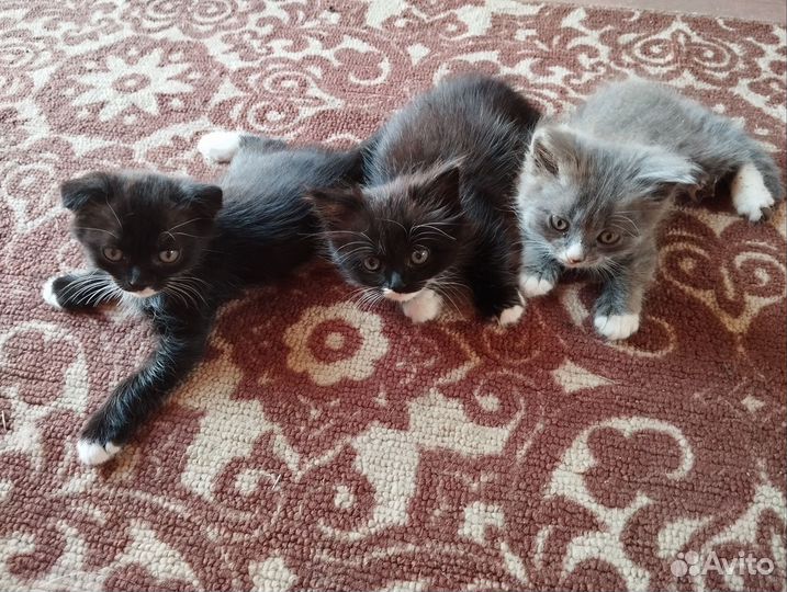 Котята в добрые руки бесплатно