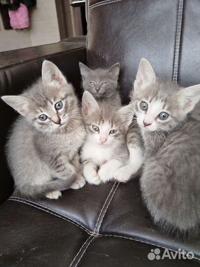 Котята -3 мальчика
