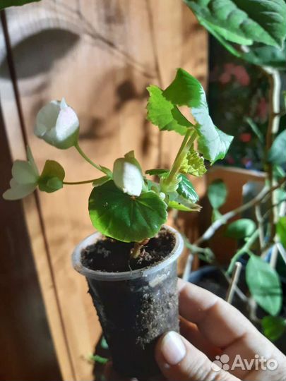 Бегония глуар де лоррен