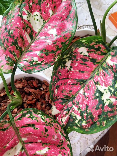 Комнатные цветы