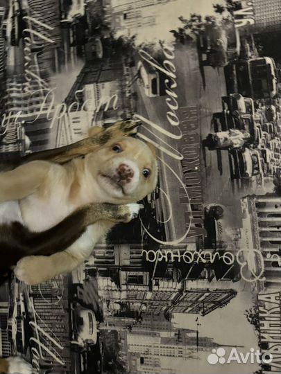 Щенок бесплатно