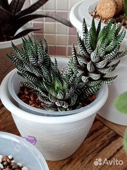 Хавортия, суккулент