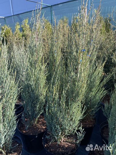 Можевельник скальный Блю Эрроу