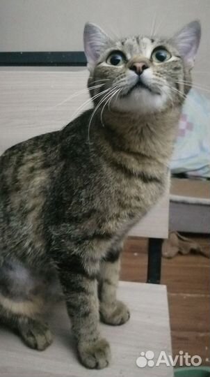 Кошка мышеловка