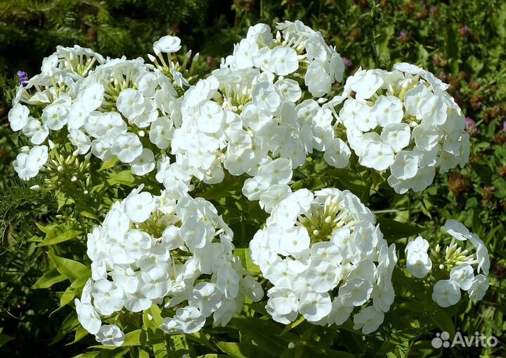 Многолетние цветы