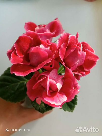 Глоксиния махровая