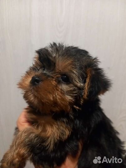 Щеночки йорики