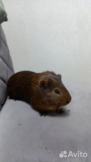 Морская свинка