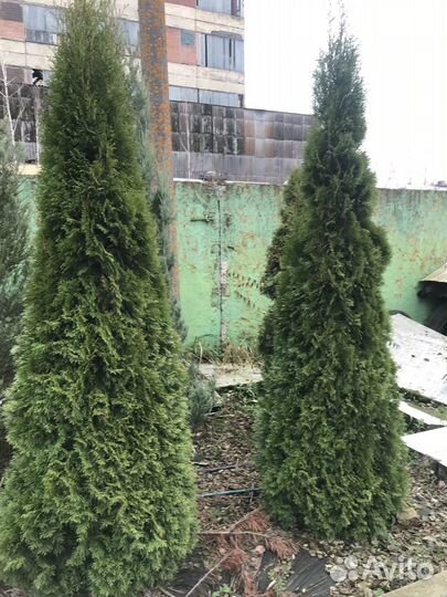 Туя западная Смарагд Экстра